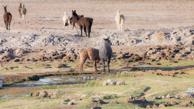 ChileArgentina-028