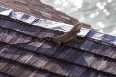 004_-_IMG_6275-Enhanced-NR