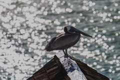 005_-_IMG_6276-Enhanced-NR