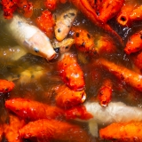 016_-_IMG_6372-Enhanced-NR