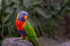 017_-_IMG_6382-Enhanced-NR