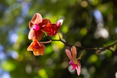 020_-_IMG_6409-Enhanced-NR