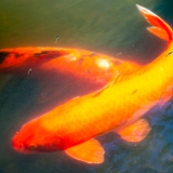 021_-_IMG_6412-Enhanced-NR