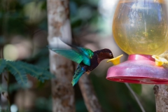 025_-_IMG_6429-Enhanced-NR