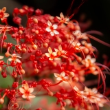 039_-_IMG_6481-Enhanced-NR