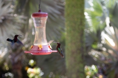 042_-_IMG_6493-Enhanced-NR-3