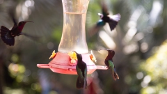 045_-_IMG_6511-Enhanced-NR