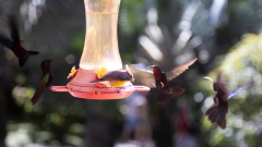 046_-_IMG_6513-Enhanced-NR