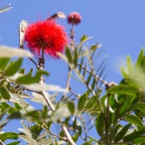 050_-_IMG_6529-Enhanced-NR