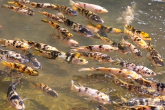 054_-_IMG_6553-Enhanced-NR