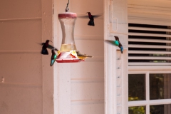 062_-_IMG_6592-Enhanced-NR