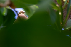 073_-_IMG_6658-Enhanced-NR